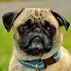 Pet Photography : Your best friends likes being photographed, too !