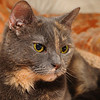 Pet Photography : Your best friends like being photographed, too !